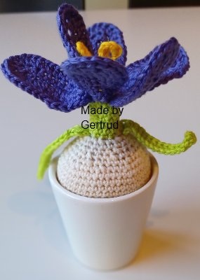 crocus 1 Gertrud.jpg
