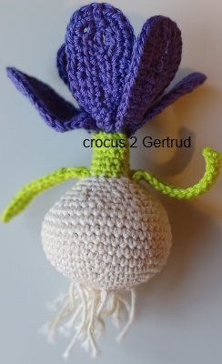 crocus 2 Gertrud.jpg
